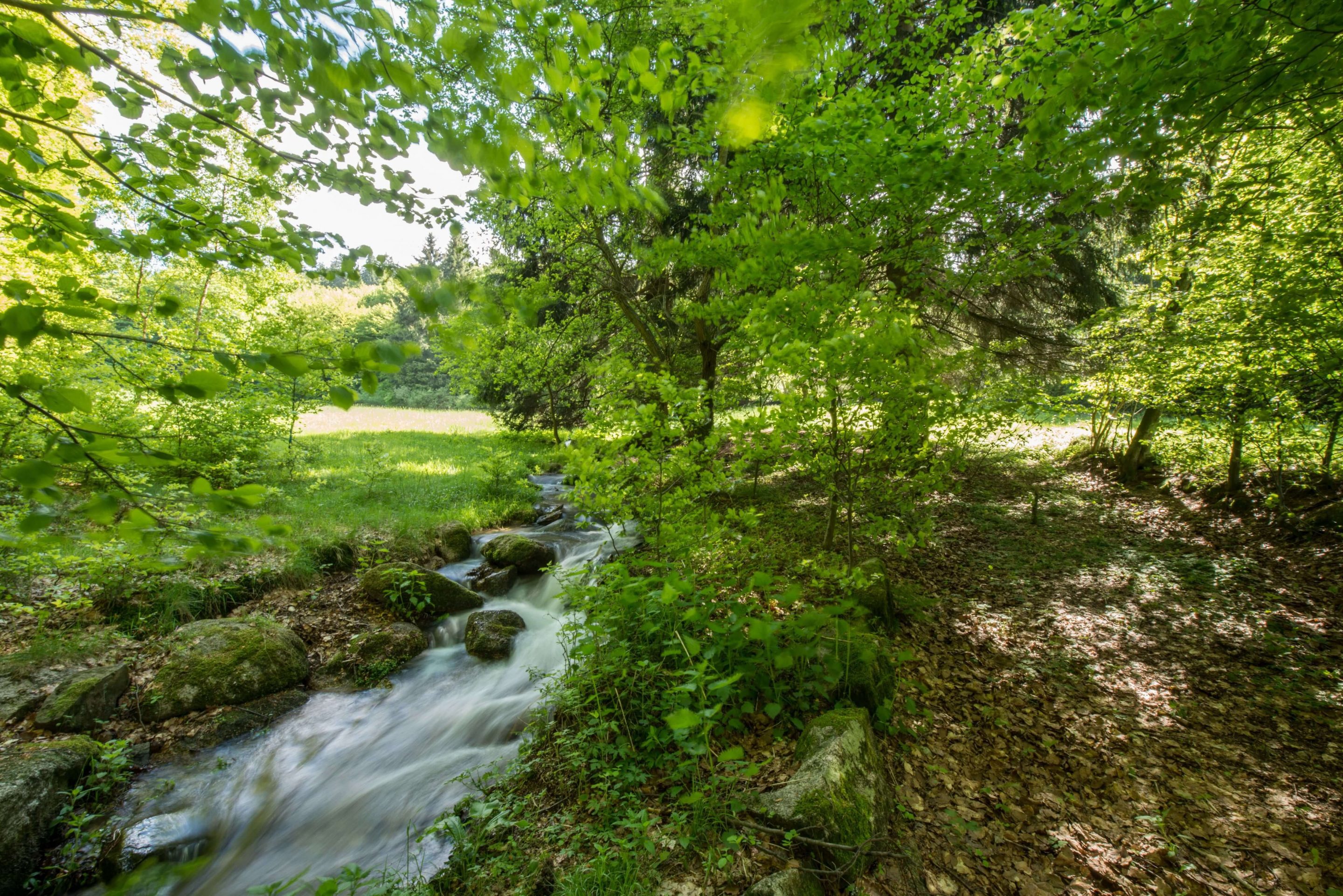Ein schmaler Bach fließt über moosbewachsene Felsen in einem üppig grünen Wald. Sonnenlicht fällt durch die Blätter und beleuchtet eine grasbewachsene ...