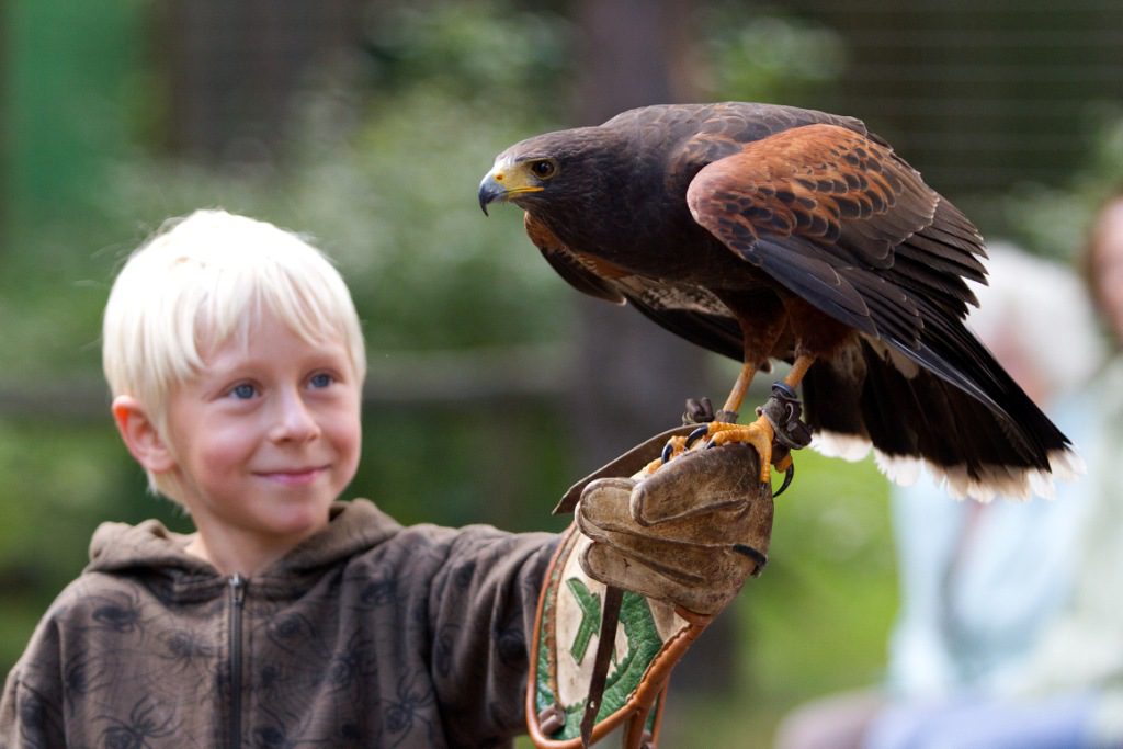 Ein lächelnder Junge mit einem Harris-Bussard auf seinem behandschuhten Arm in der Falknerei Rennsteig.